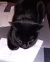 Blackie (3)